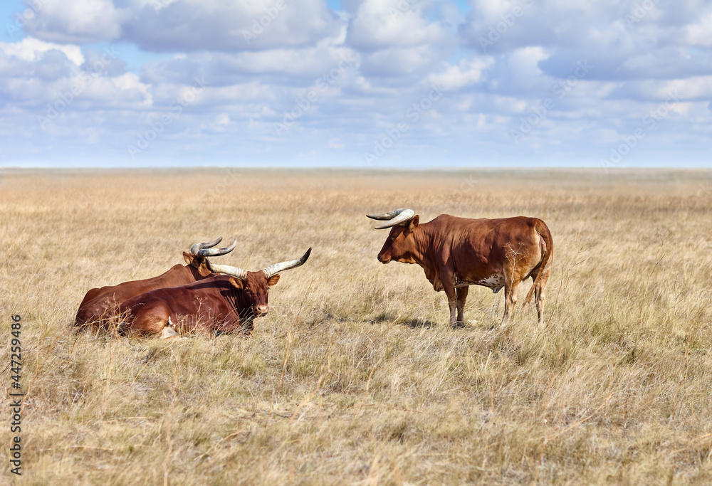 Ankole Watusi, modern American breed of domestic cattle, in grasslands of virgin steppes Ankole Watusi, modern American breed of domestic cattle, in grasslands of virgin steppes