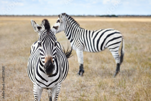 Zebras in grasslands of virgin steppes