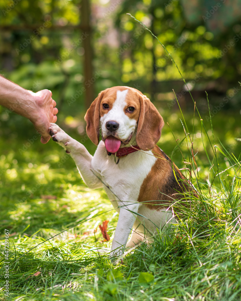 Portrait of cute beagle dog on a green meadow Portrait of cute beagle dog on a green meadow
