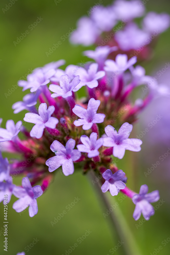 A large blooming purple lavender flower close-up A large blooming purple lavender flower close-up