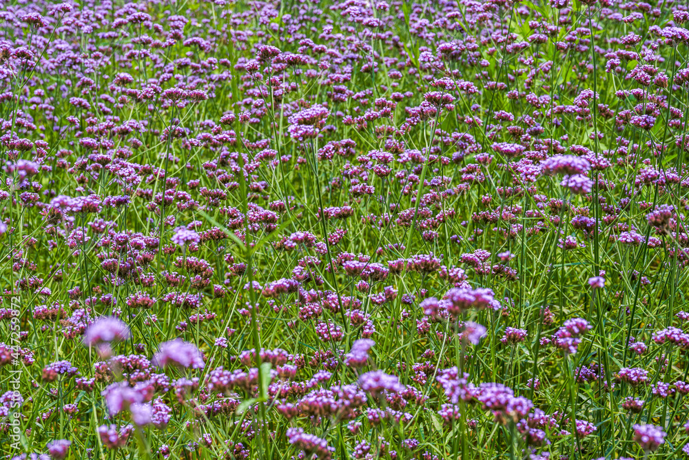 A large blooming purple lavender flower close-up A large blooming purple lavender flower close-up