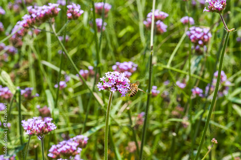 A bee gathers nectar on a purple lavender flower A bee gathers nectar on a purple lavender flower