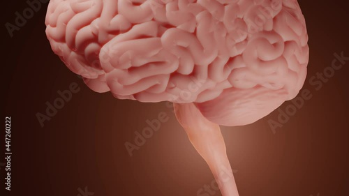 Medulla oblongata is responsible for reflexes and autonomic functions, Brainstem (including pons and medulla oblongata) animation photo