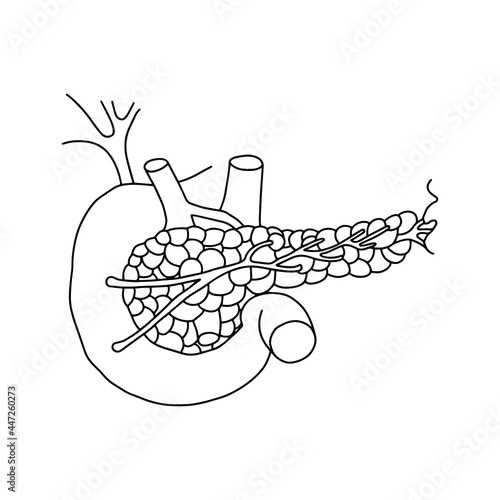 A human pancreas, drawn by lines on white background. Vector Stock illustration.