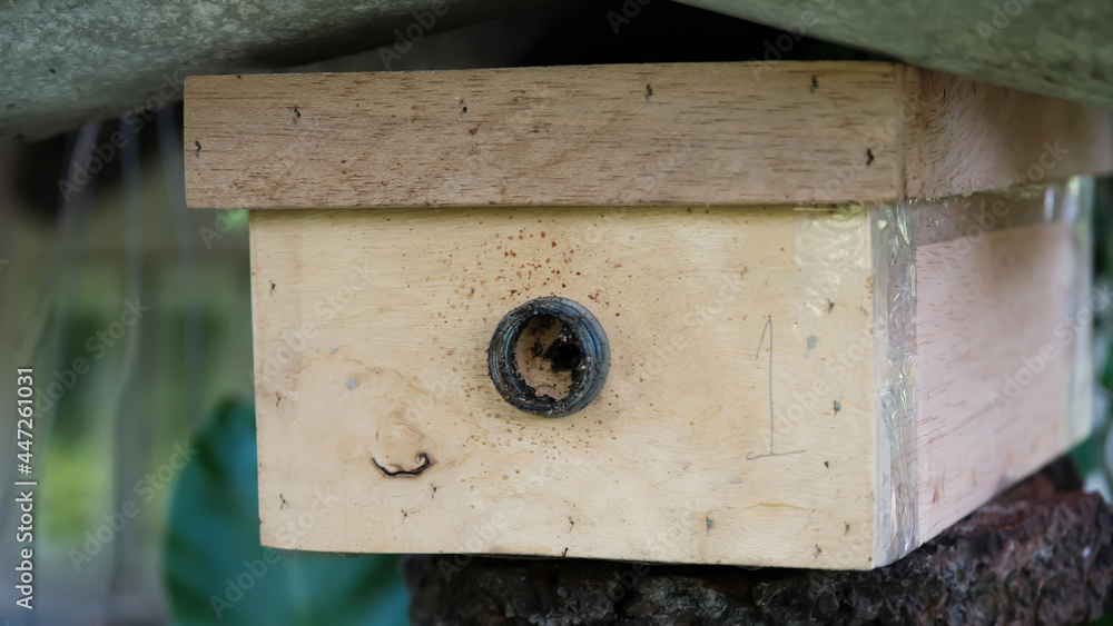 Close up stingless bee box, selective focus. Close up stingless bee box, selective focus.