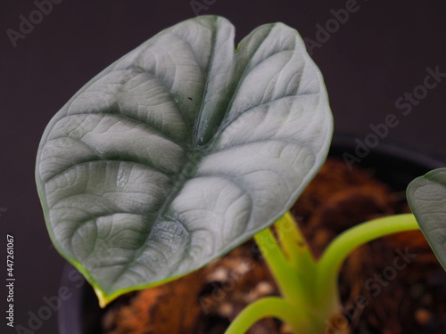 Close up shot of Alocasia silver dragon taken in Asia. photo