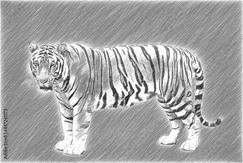 Tiger side view. Greyscale ...