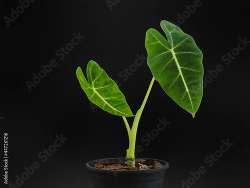 Close up of Alocasia frydek