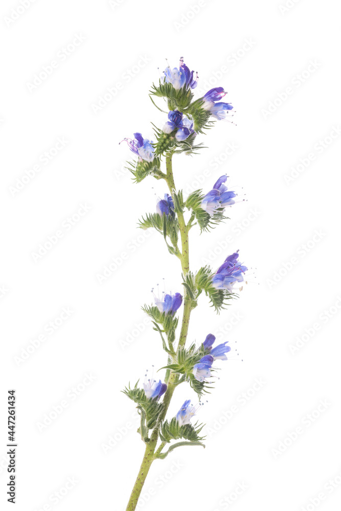 Obraz premium Viper's Bugloss flowers