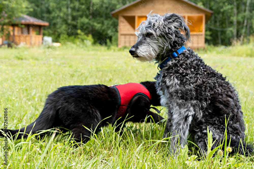 Mixed breed gray bearded fluffy senior dog and black cat in red harness walking on green grass, friendship and pet love animal themes Mixed breed gray bearded fluffy senior dog and black cat in red harness walking on green grass, friendship and pet love animal themes