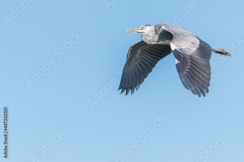 gray heron flying over the breeding pond