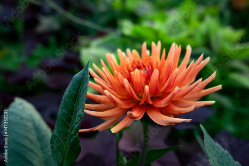 Field of cosmos flower