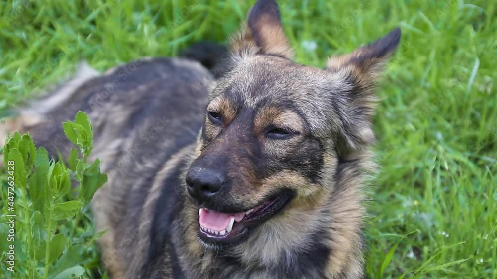 Happy dog puppy as lying in the grass in the park. Pet with open mouth sitting and relaxing in the garden Happy dog puppy as lying in the grass in the park. Pet with open mouth sitting and relaxing in the garden