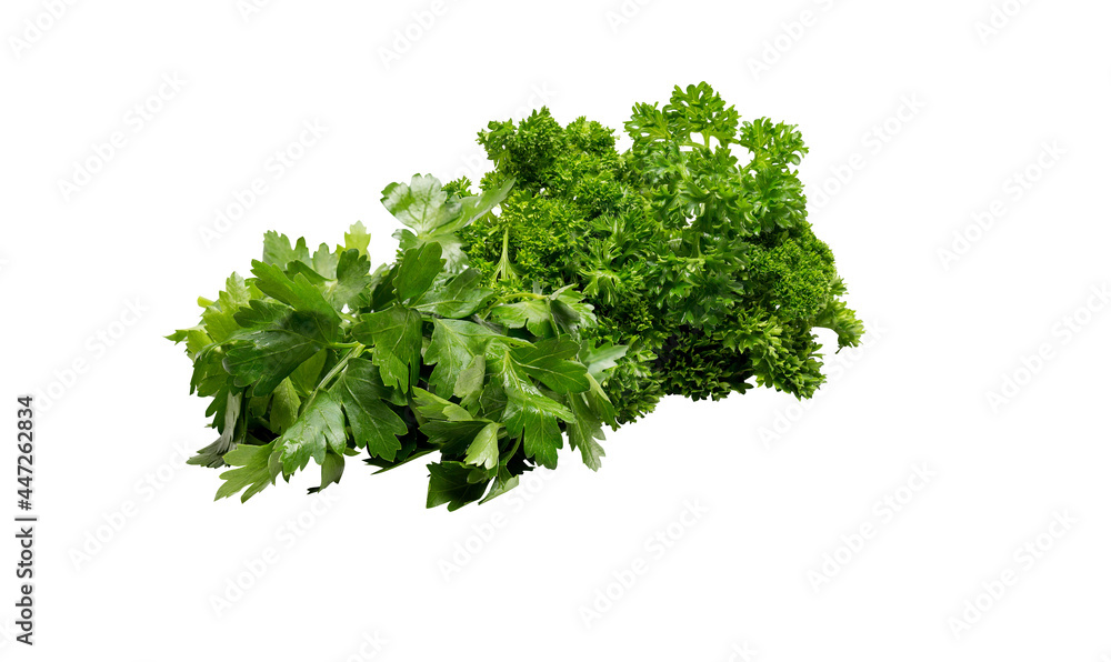 coriander and parsley isolated on white background with clipping path coriander and parsley isolated on white background with clipping path
