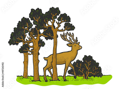 deer in the forest color sketch engraving vector illustration. T-shirt apparel print design. Scratch board imitation. Black and white hand drawn image.
