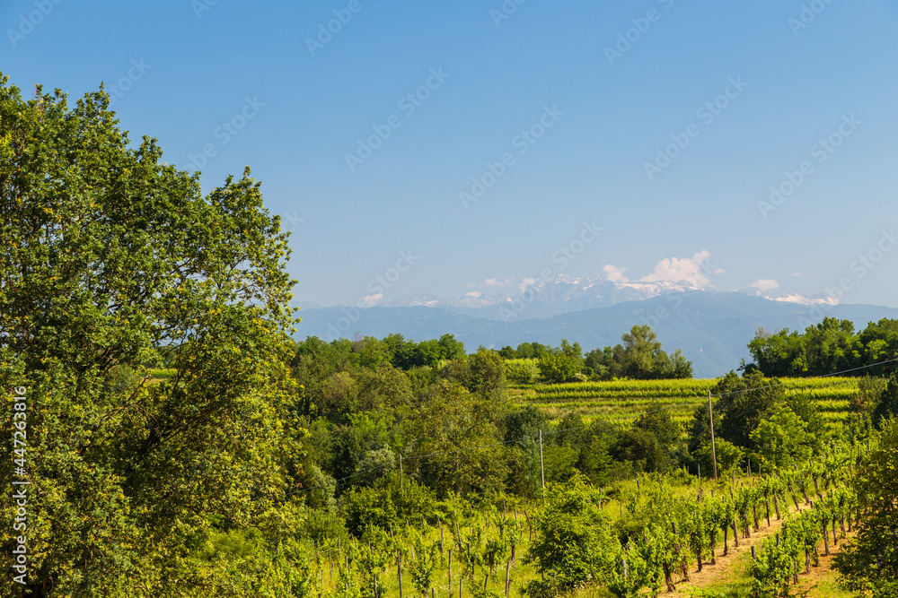 The fields of Friuli Venezia-Giulia cultivated with grapevines The fields of Friuli Venezia-Giulia cultivated with grapevines