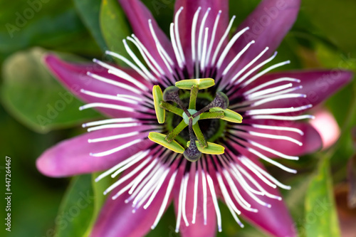 Passionsblume (Passiflora), Nahaufnahme photo