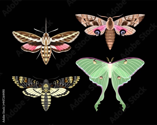 Vector set of high detailed night moths