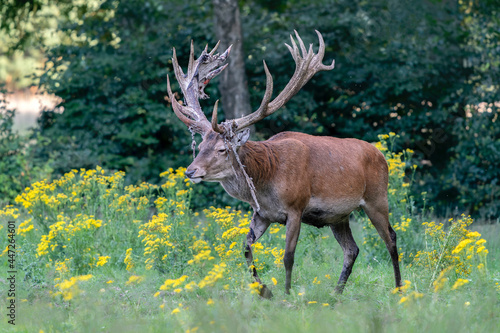 Fototapeta Naklejka Na Ścianę i Meble -  Red deer (Cervus elaphus) after rubbing the antlers on branches, velvet is falling off. On the field of National Park Hoge Veluwe in the Netherlands. Forest in the background.                         