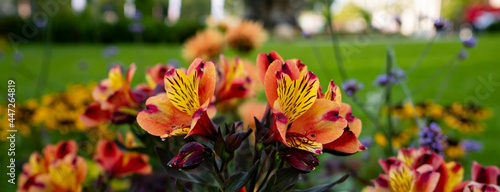 Field of cosmos flower