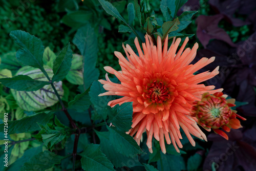 Field of cosmos flower