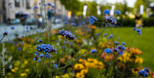 Field of cosmos flower