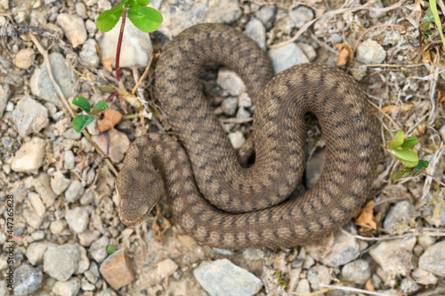 Asp viper, Vipera aspis in nature.
