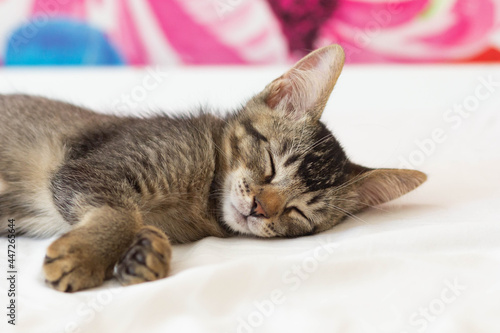 Tricolor domestic kitten sleeping on bed inside