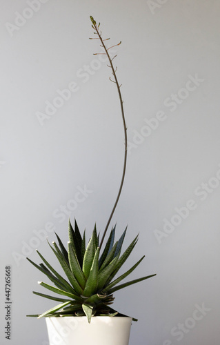 Aloe plant with long stem going to on the white background photo