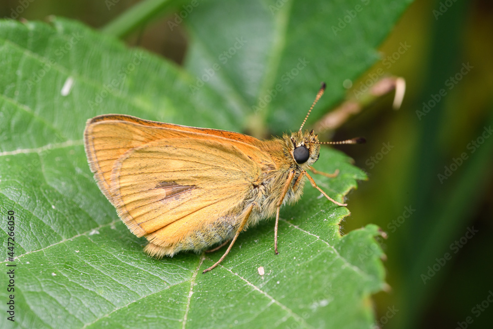 The large skipper (Ochlodes sylvanus) The large skipper (Ochlodes sylvanus)