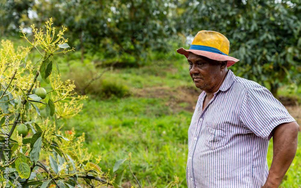 Afro-descendant farmer looking at a flowering avocado tree