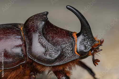 European rhinoceros beetle (oryctes nasicornis) male