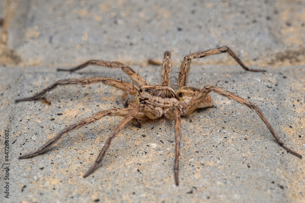 Large wolf spider (Hogna radiata)