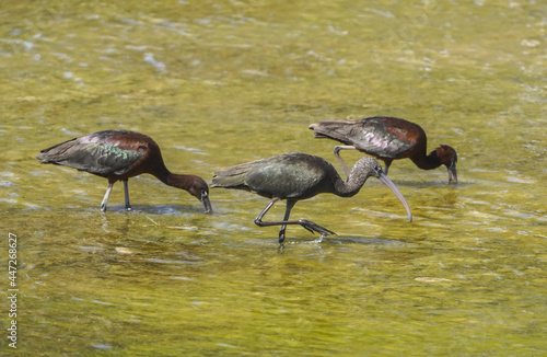 Group of glossy ibis feeding at a river Cartama, Andalusia, Spain photo