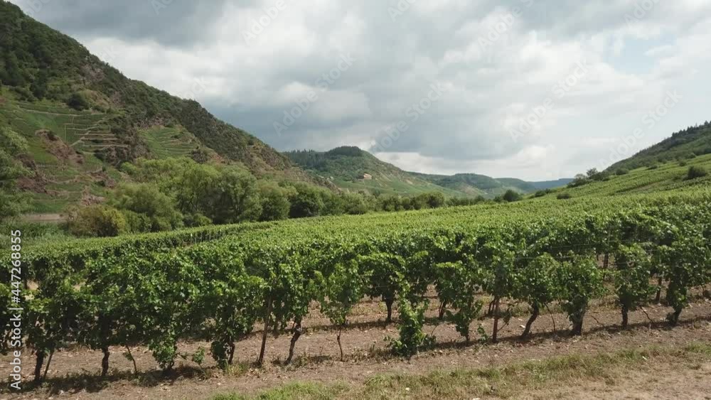 DLOG flat Drone aerial view Mosel Valley in Rheinland Pfalz, vineyards, river and castles DLOG flat Drone aerial view Mosel Valley in Rheinland Pfalz, vineyards, river and castles