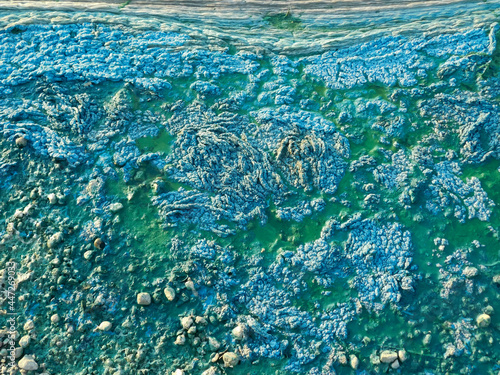 Algae. Blue-green algae on the surface of the water. Flowering water as background or texture