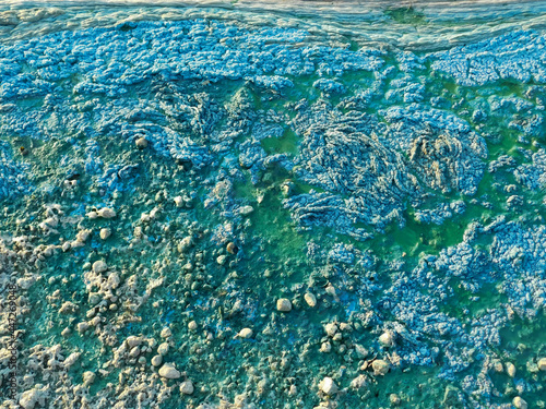 Blue-green algae on the surface of the water. Algae bloom with foam texture background.
