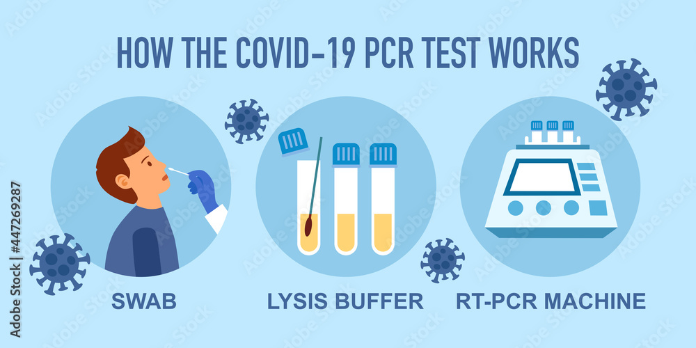 PCR covid19 coronavirus test steps infographic vector illustration. Nasal swab test.
