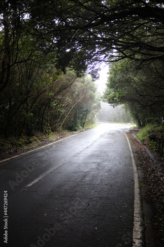 Road goes into the light between a dense forest in Tenerife