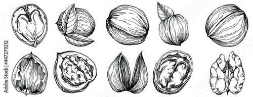 Walnut hand-drawn Vector Illustration isolated on white background. Retro style farm product for restaurant menu, market label, logo, emblem and kitchen design. Decoration for food packaging.