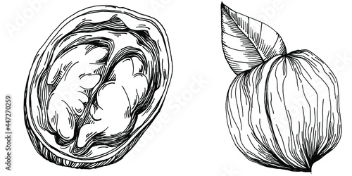 Walnut hand-drawn Vector Illustration isolated on white background. Retro style farm product for restaurant menu, market label, logo, emblem and kitchen design. Decoration for food packaging.