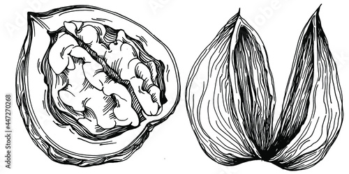 Walnut hand-drawn Vector Illustration isolated on white background. Retro style farm product for restaurant menu, market label, logo, emblem and kitchen design. Decoration for food packaging.