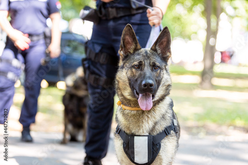 Policeman with German shepherd police dog
