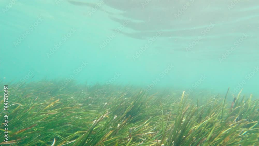 Underwater marine life bottom of sea Underwater marine life bottom of sea