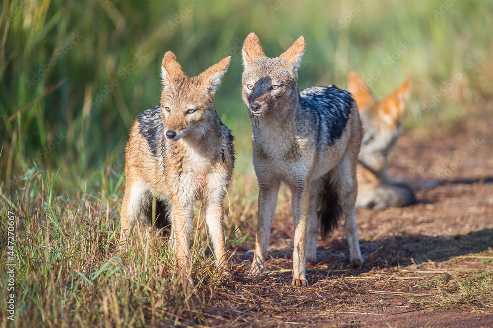 Black Backed Jackals in the Morning Sun Black Backed Jackals in the Morning Sun