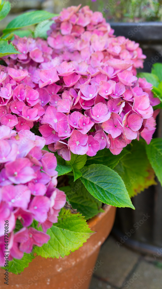 A close up pink hydrangea at the backyard of the house.