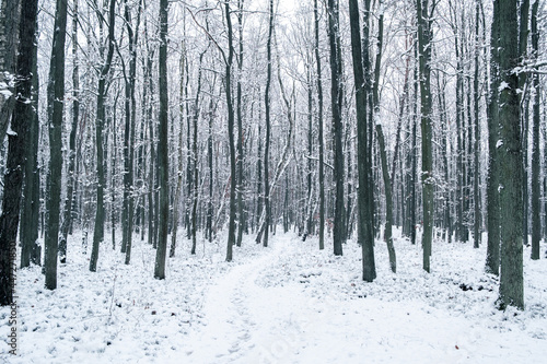 Snowy forest, winter landscape © Dariusz Jarzabek