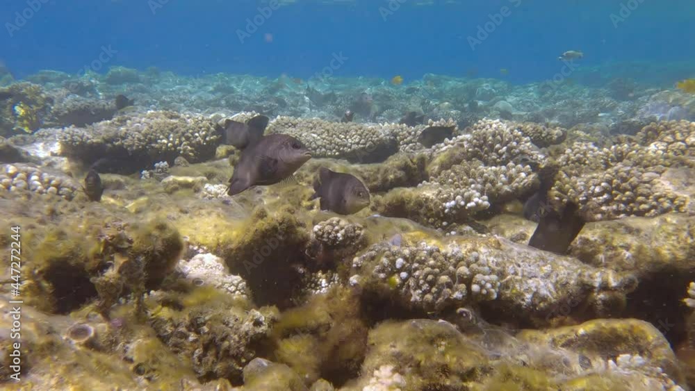 Group of Farmerfish protects the territory and burrows in the coral reef. Dusky Farmerfish (Stegastes nigricans) Group of Farmerfish protects the territory and burrows in the coral reef. Dusky Farmerfish (Stegastes nigricans)