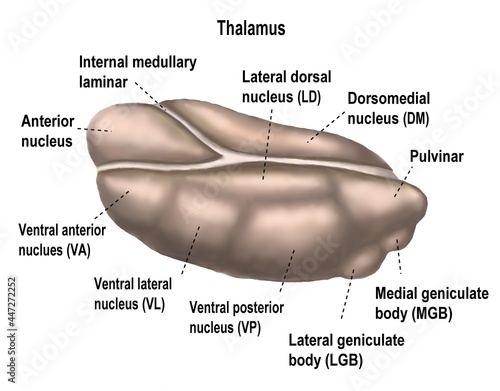 thalamus of human's brain has multiple nucleus wiht different functions. photo