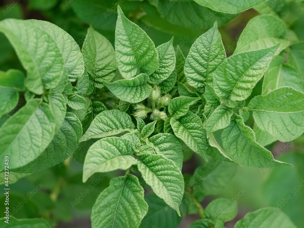 Young seedlings of potato bushes grow on the farm. An environmentally friendly natural product. The concept of agriculture. Natural and healthy ecological food. Top view. Young seedlings of potato bushes grow on the farm. An environmentally friendly natural product. The concept of agriculture. Natural and healthy ecological food. Top view.